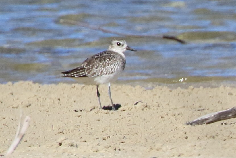 Black-bellied Plover - ML94951781