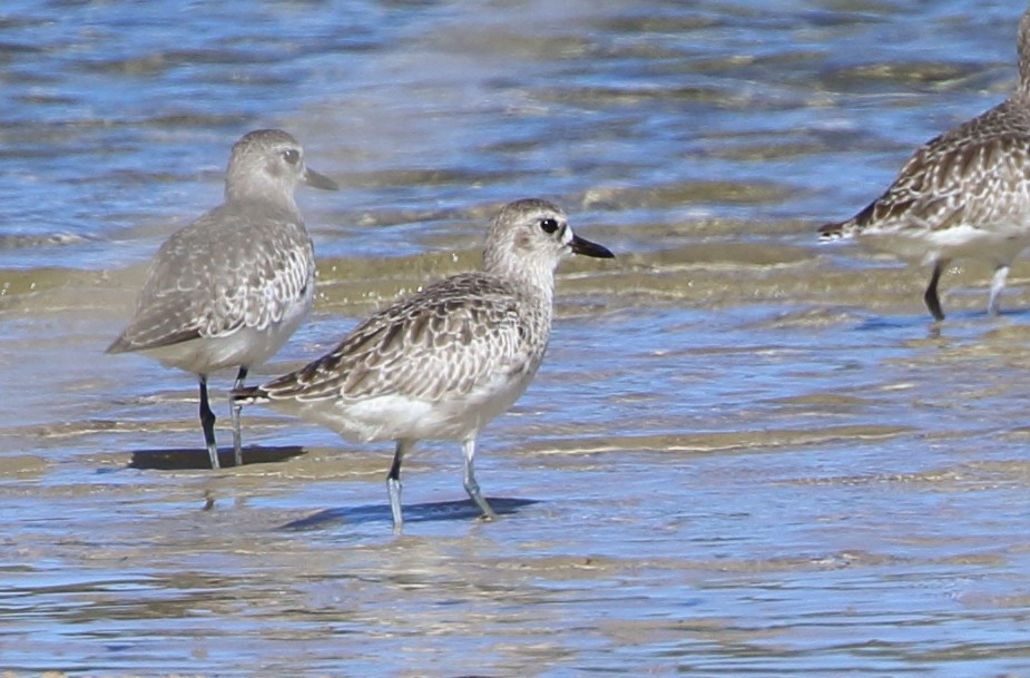 Black-bellied Plover - ML94951791