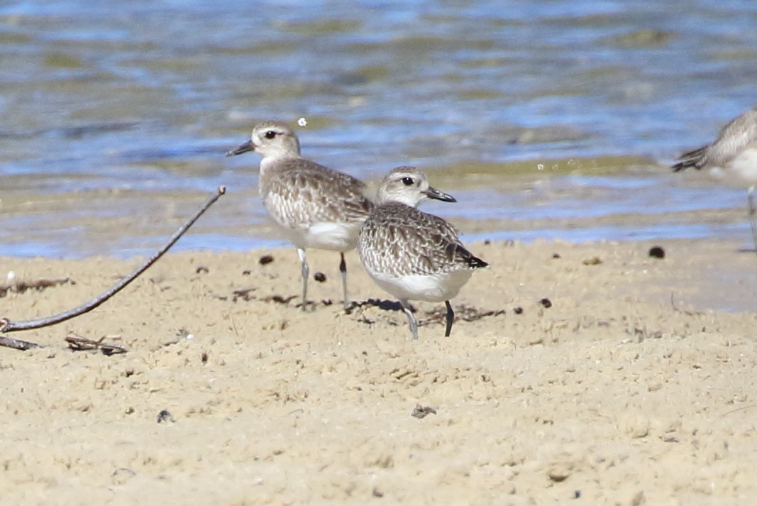 Black-bellied Plover - ML94951811