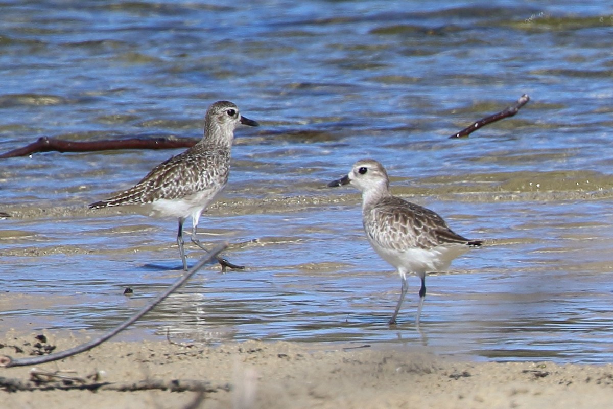 Black-bellied Plover - ML94951821