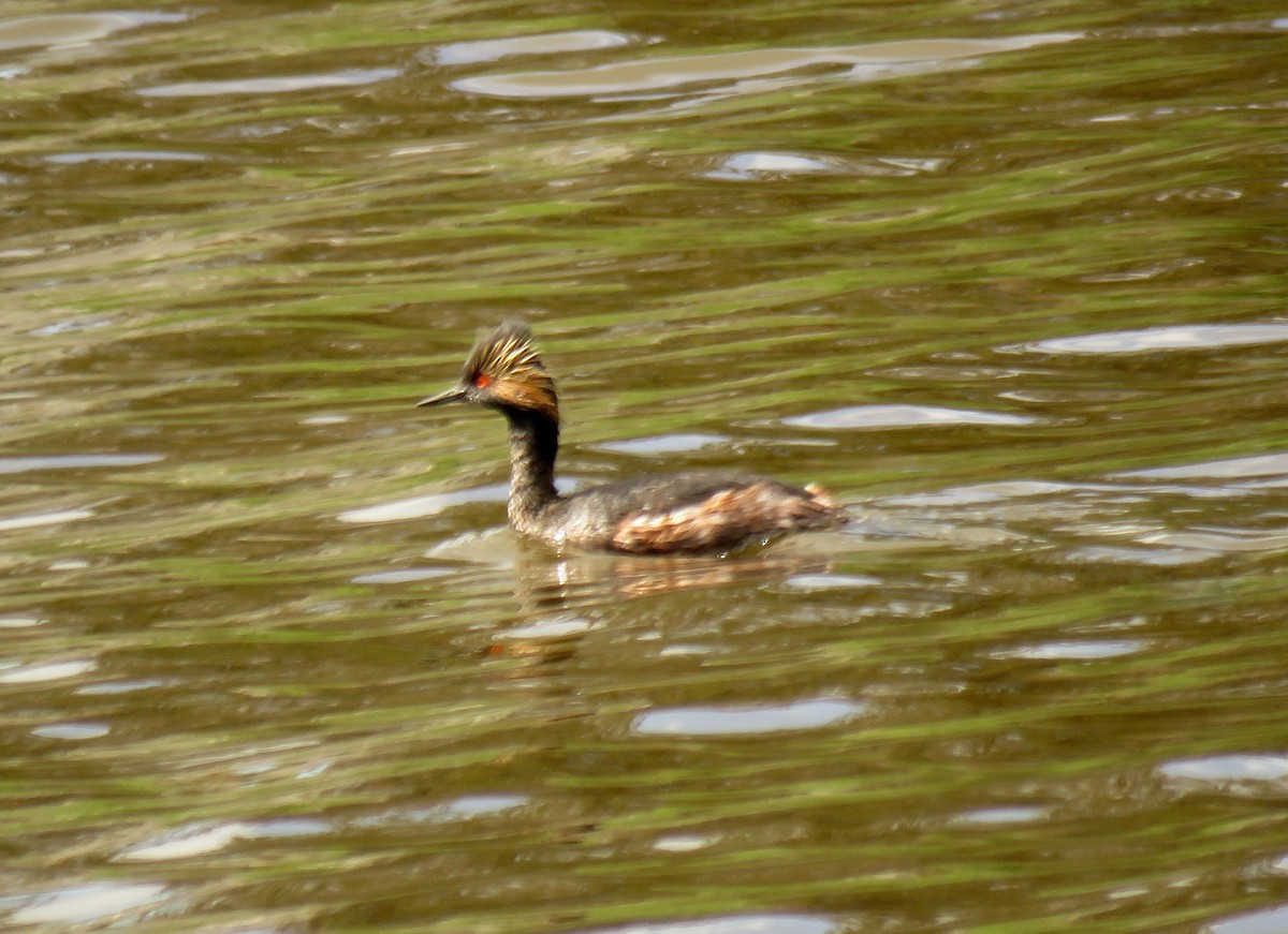 Eared Grebe - Petra Clayton