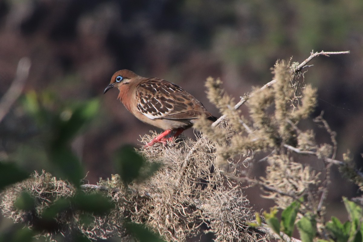 Galapagos Dove - ML94952711