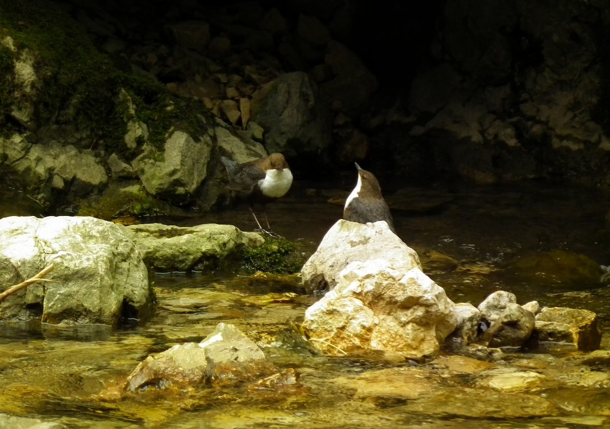 White-throated Dipper - Dragan Simic