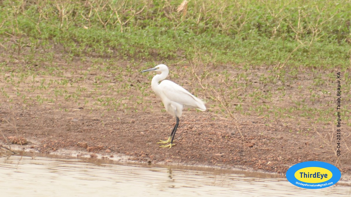 小白鷺 - ML94954411