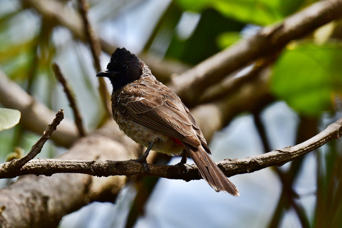 bulbul šupinkový - ML94954921