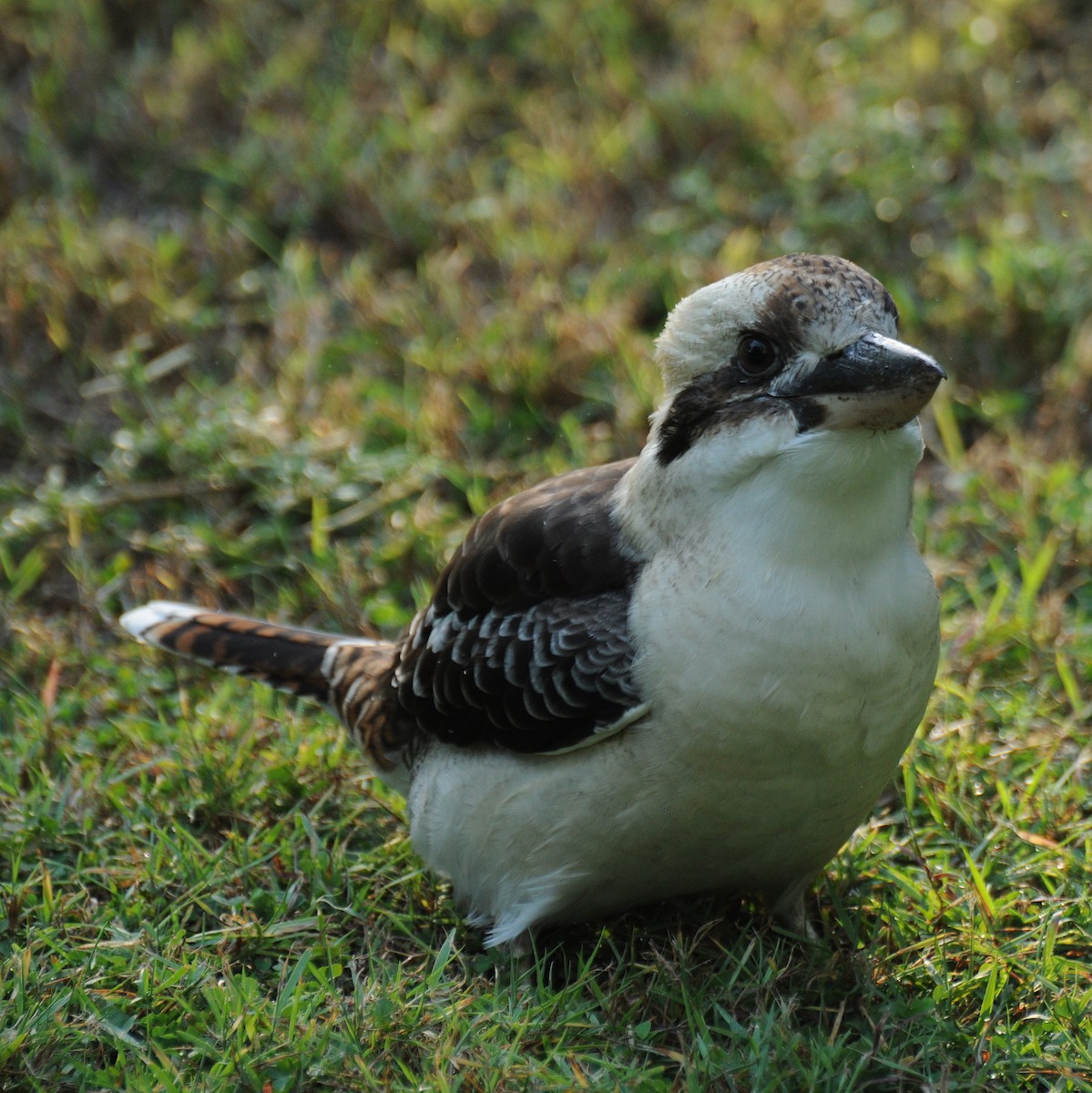 Laughing Kookaburra - ML94955071