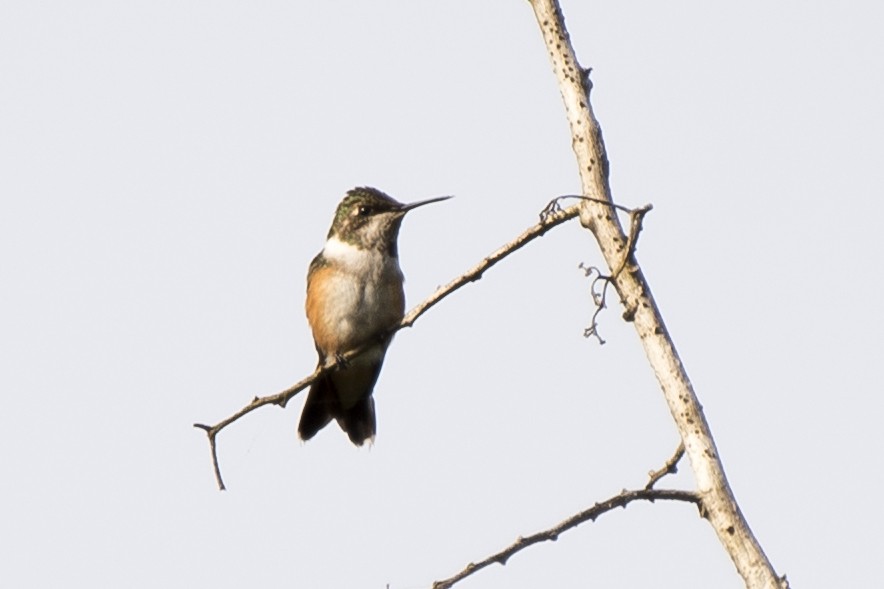 Colibrí Amatista - ML94955211