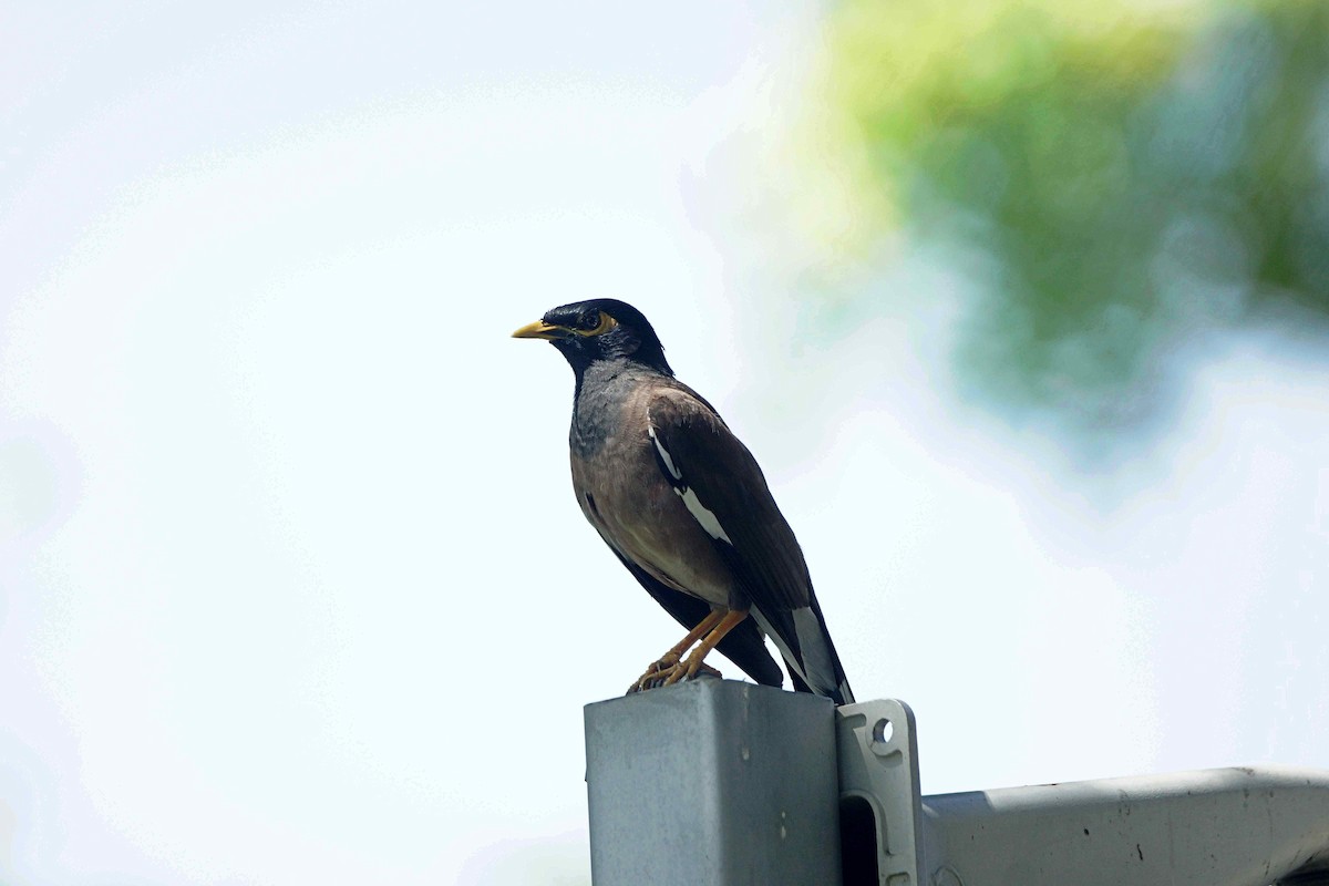 Common Myna - ML94955241