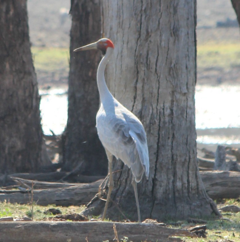 Grulla Brolga - ML94955931