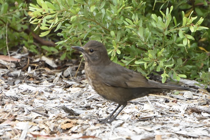 Eurasian Blackbird - ML94956281