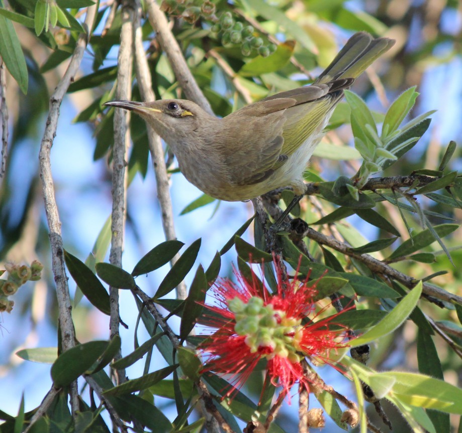 Brown Honeyeater - ML94956891