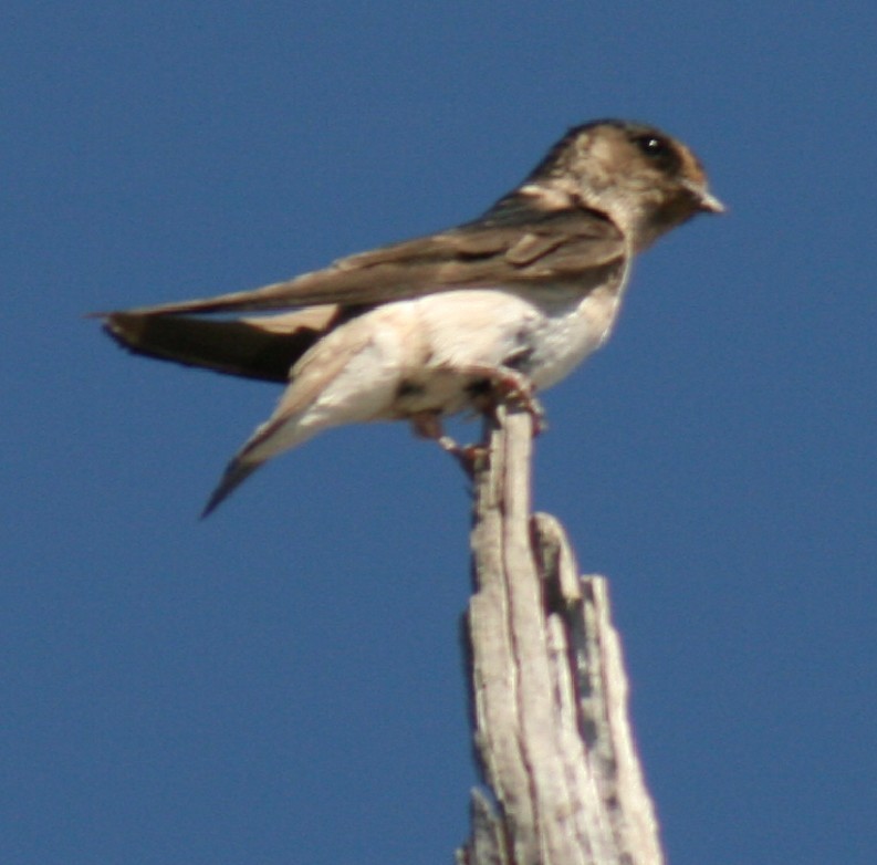 Golondrina Arborícola - ML94957061