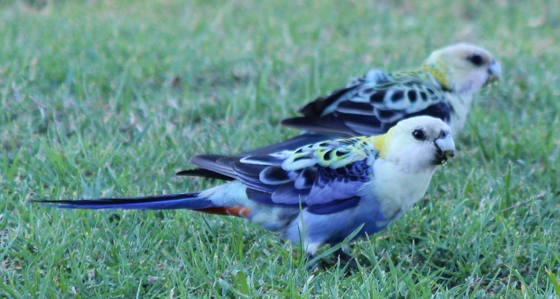 ホオアオサメクサインコ - ML94957201