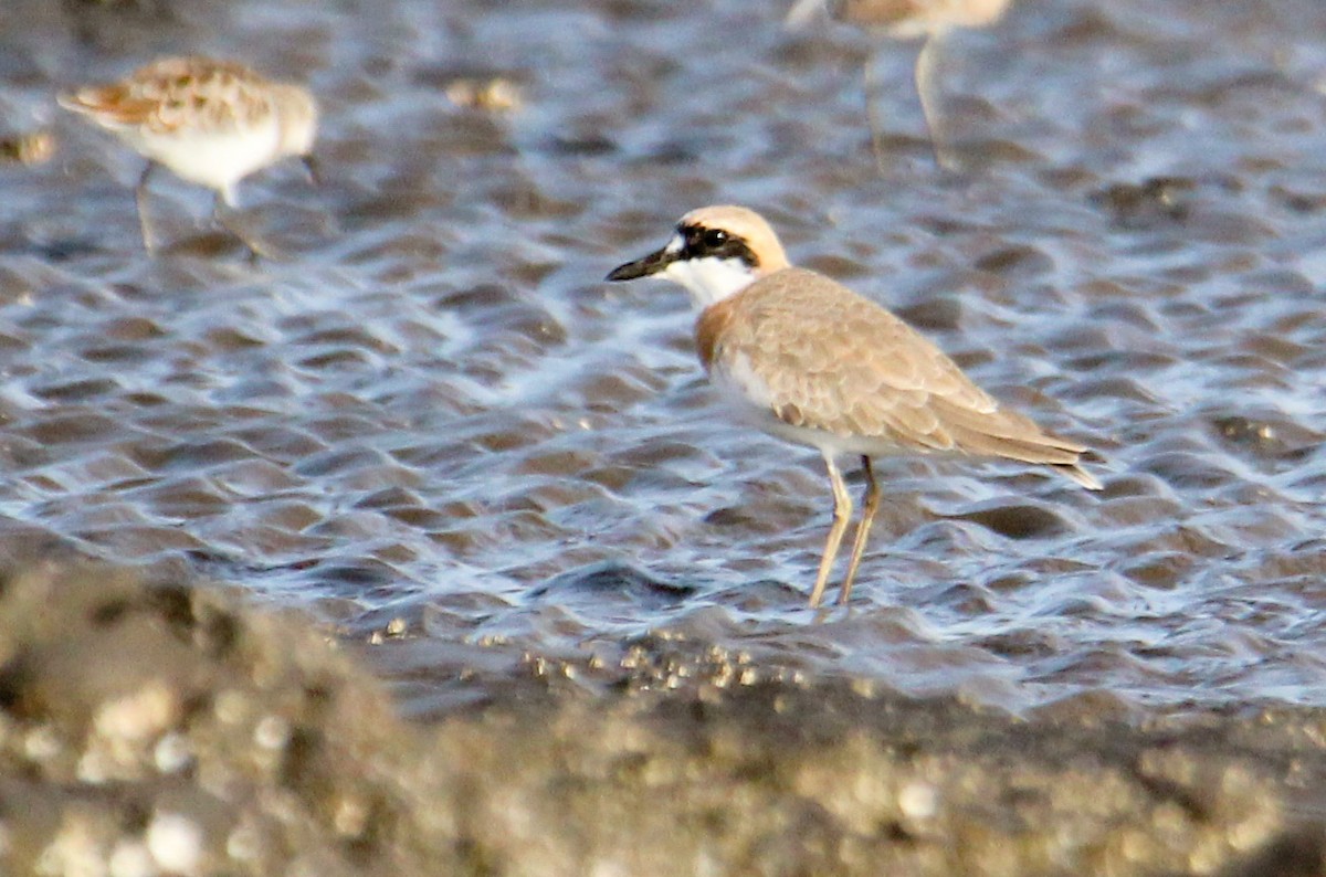 Greater Sand-Plover - ML94957311