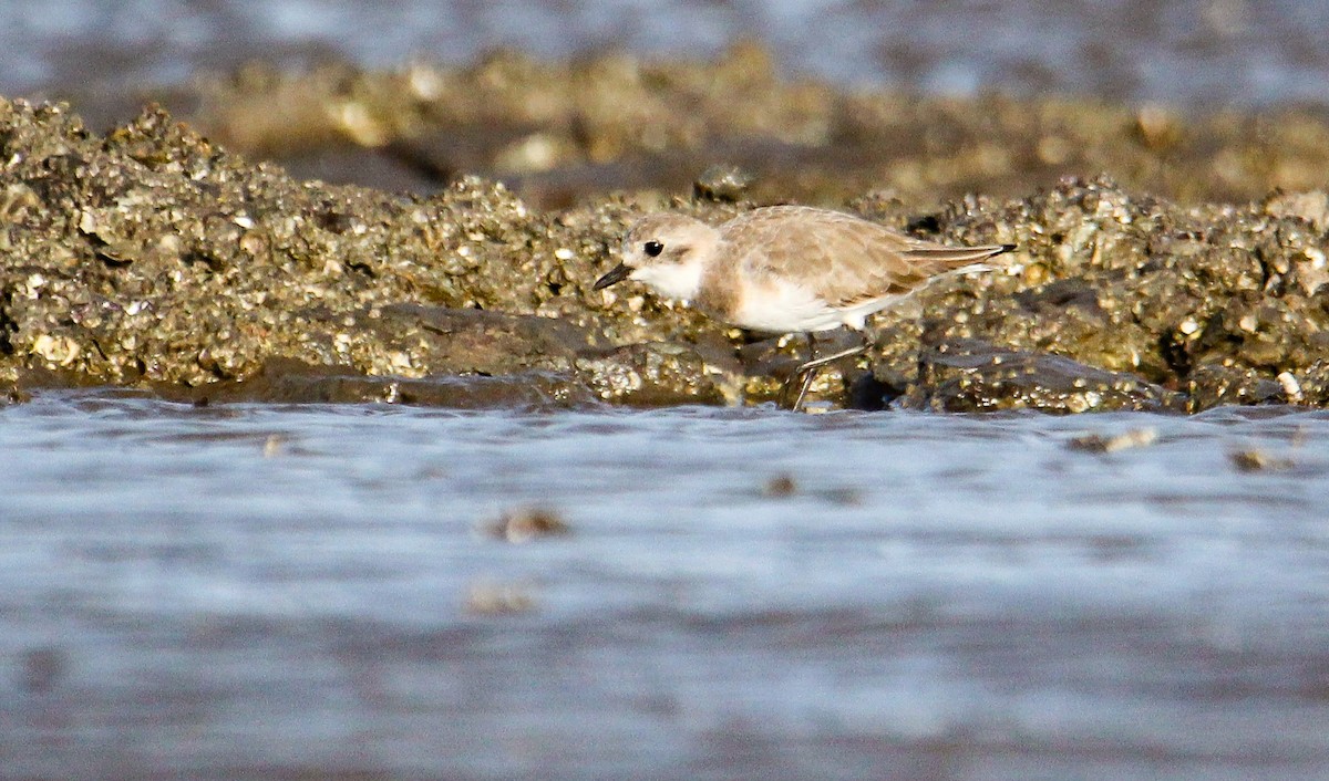 Tibetan Sand-Plover - ML94957341