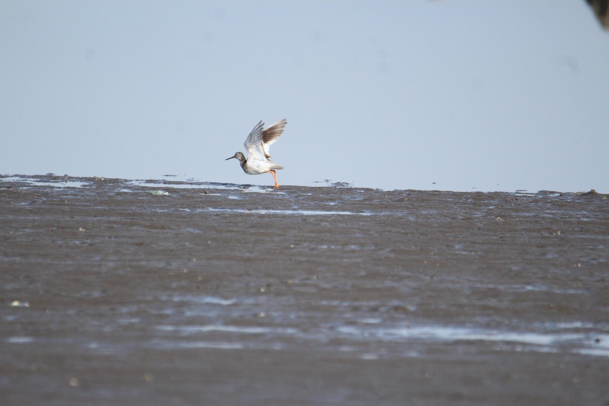 Common Redshank - ML94957411