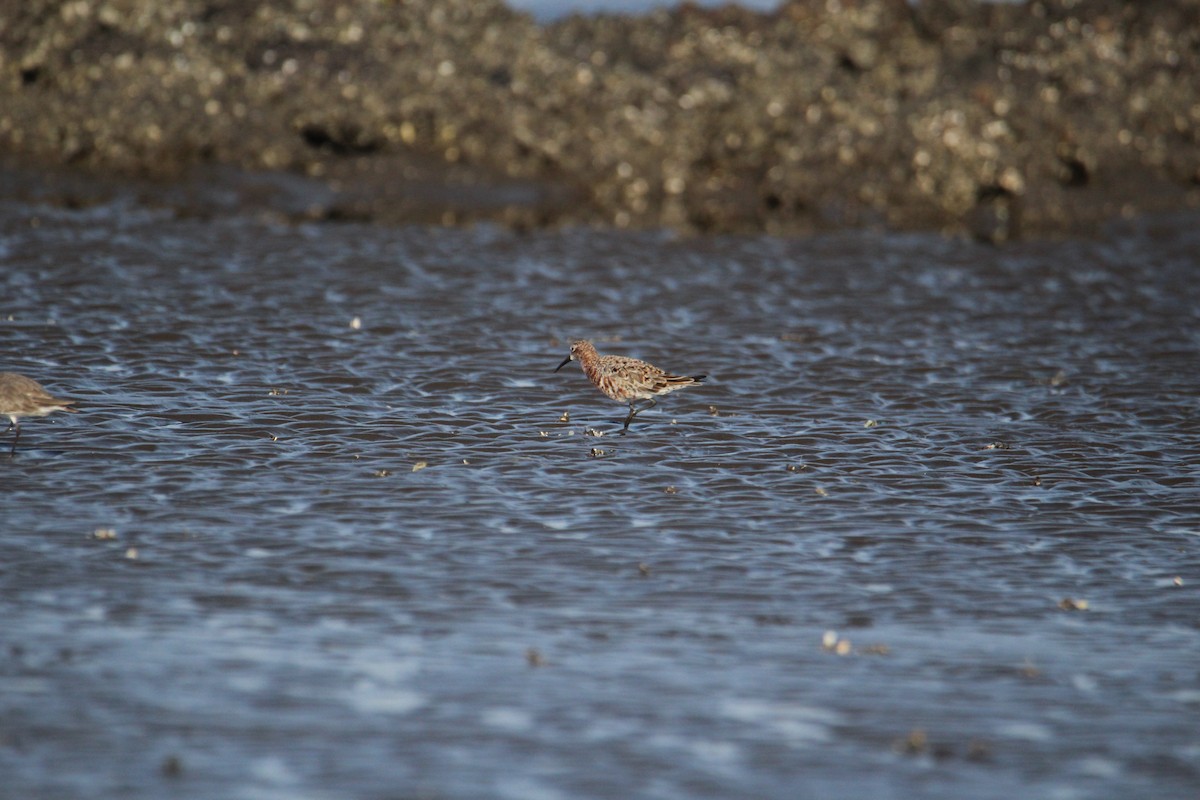 Curlew Sandpiper - ML94957451