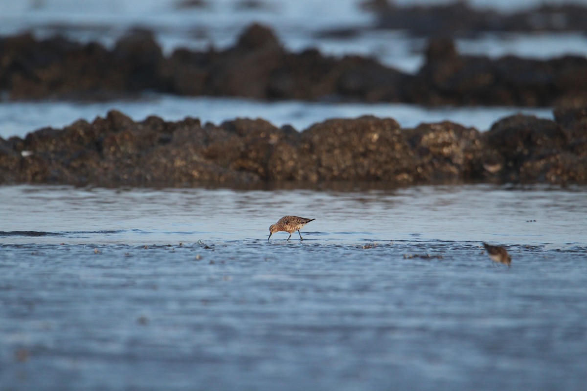 Curlew Sandpiper - Karthick VS