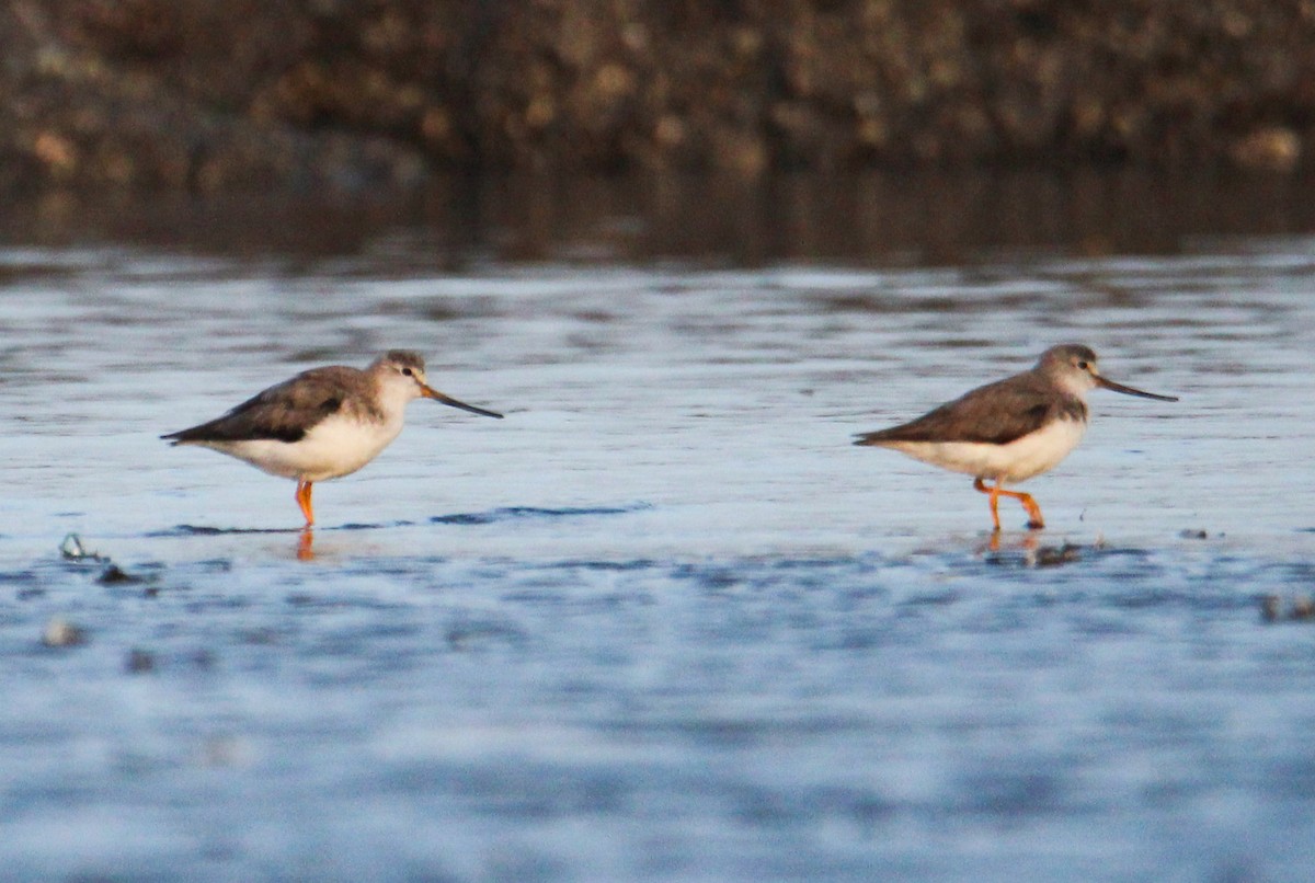 Terek Sandpiper - ML94957471