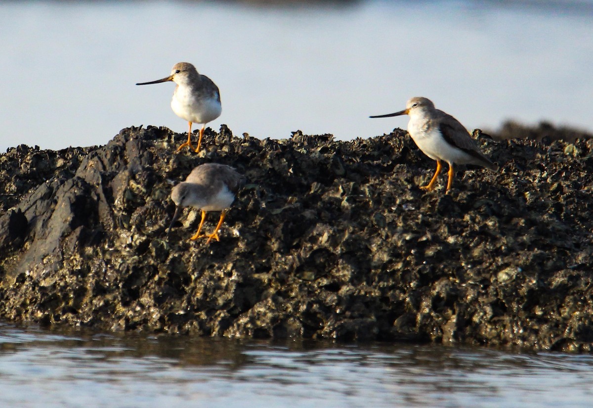 Terek Sandpiper - ML94957531