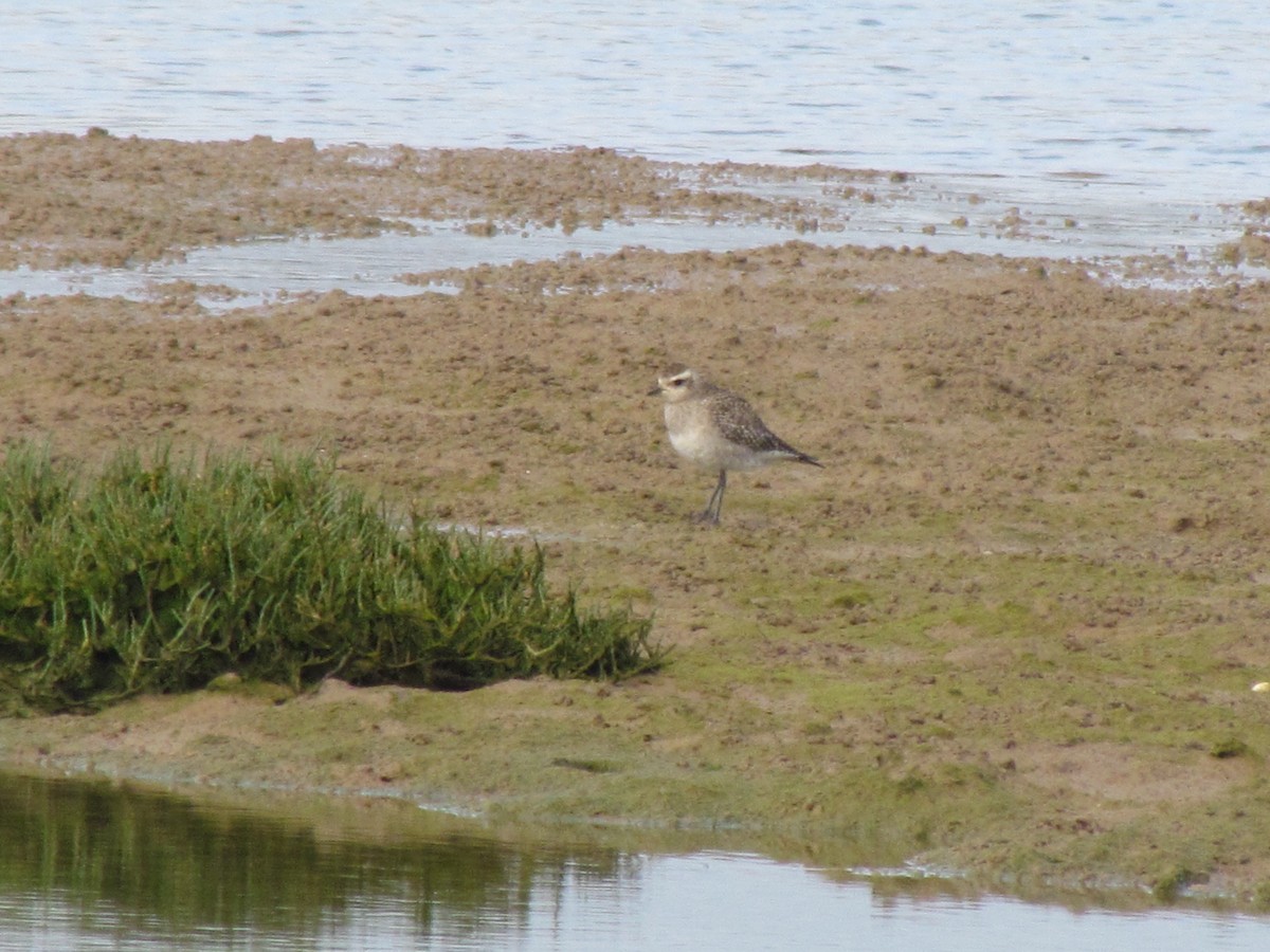 American Golden-Plover - ML94957541