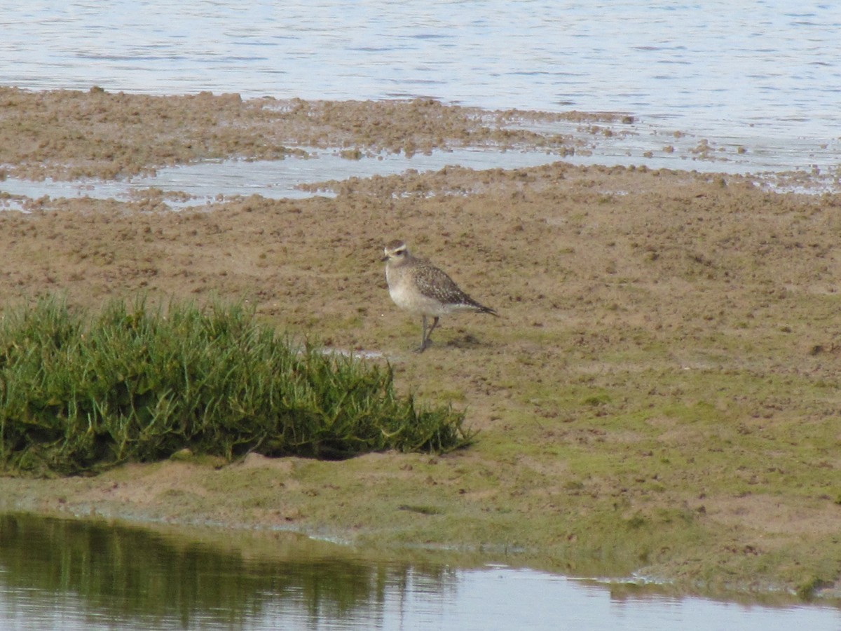 American Golden-Plover - ML94957551