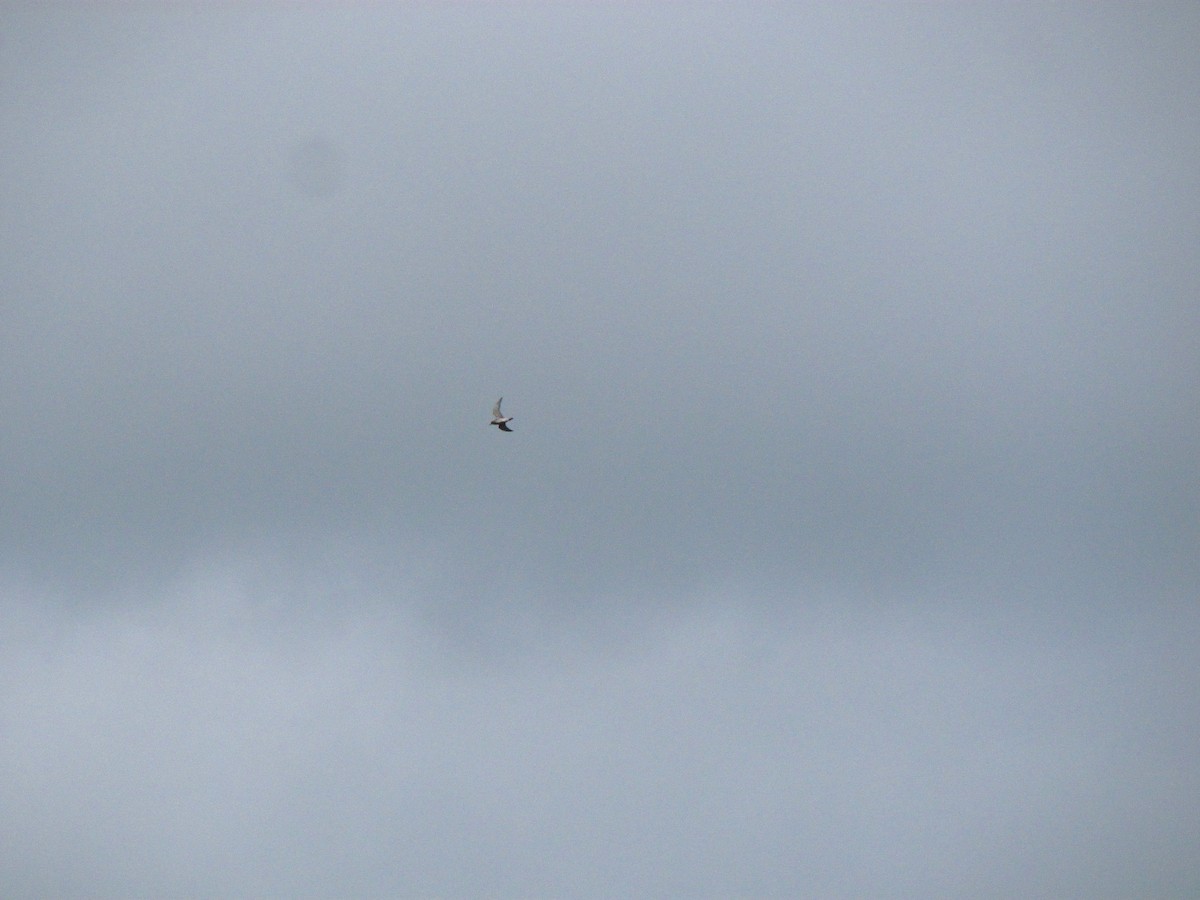 American Golden-Plover - ML94957561