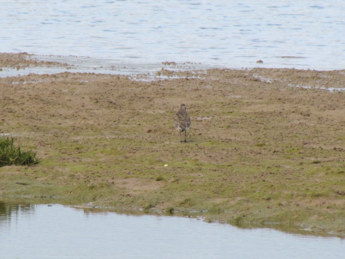 American Golden-Plover - ML94957571