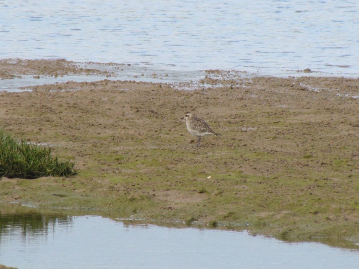 American Golden-Plover - ML94957581