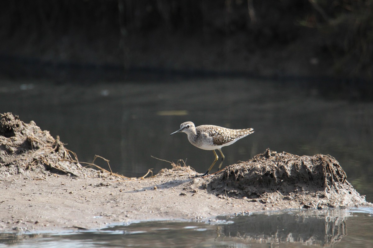 Wood Sandpiper - ML94957591