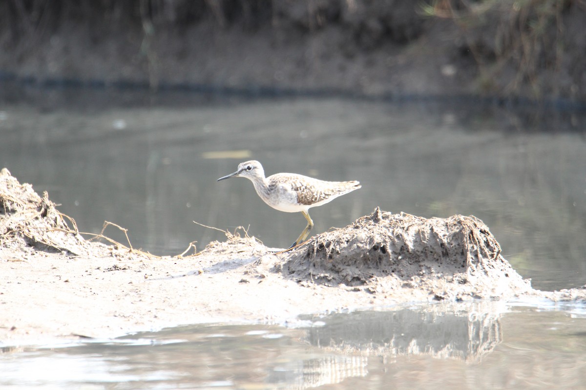 Wood Sandpiper - ML94957601