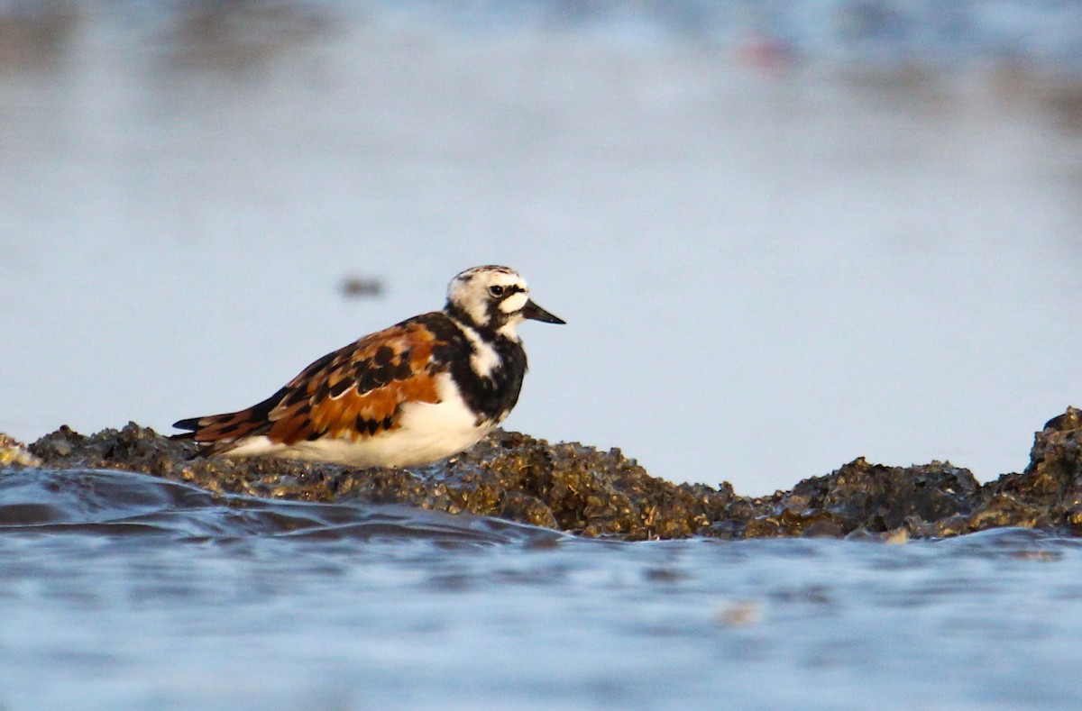 Ruddy Turnstone - ML94957631