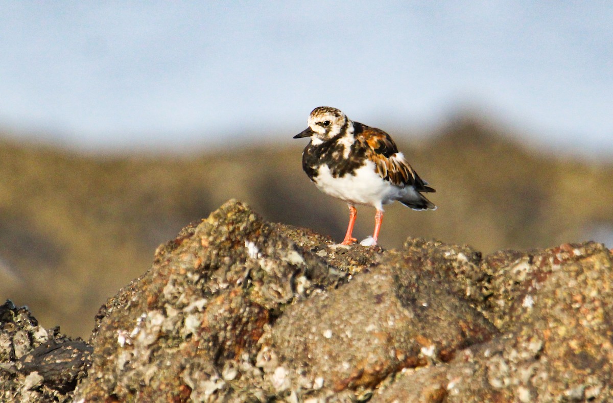 Ruddy Turnstone - ML94957651