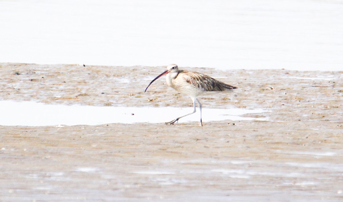 Eurasian Curlew - ML94957721