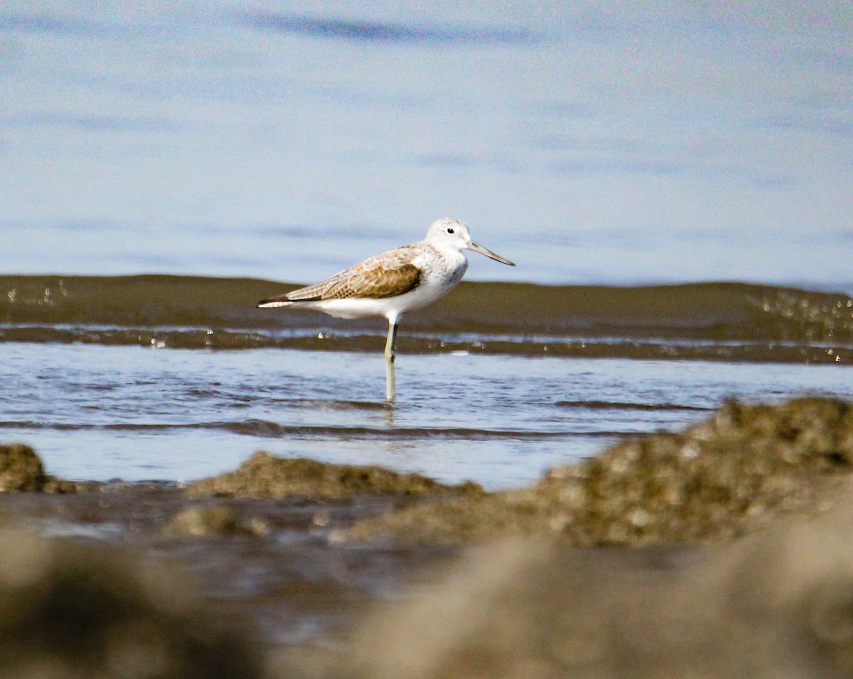 Common Greenshank - ML94957801