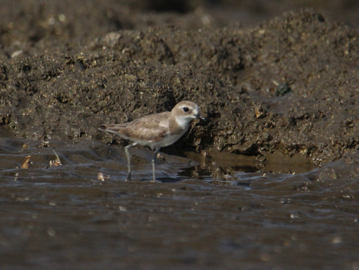 Tibetan Sand-Plover - ML94957861