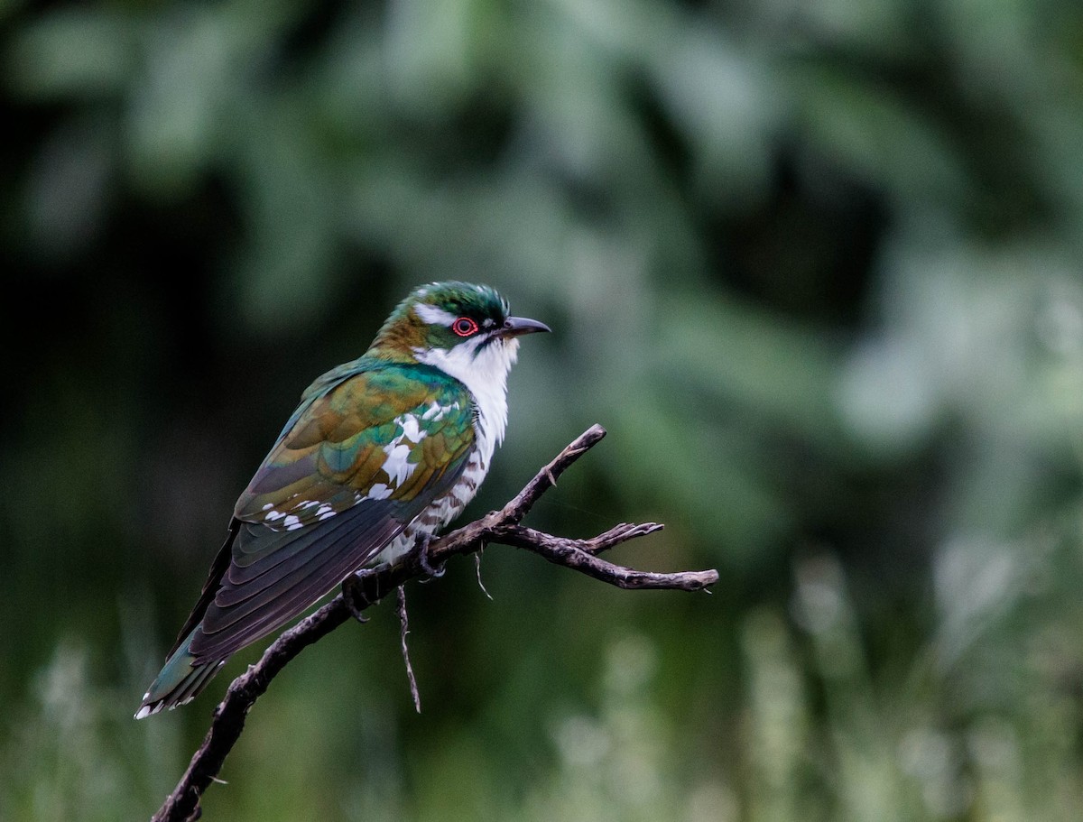 Dideric Cuckoo - Kevin Vande Vusse