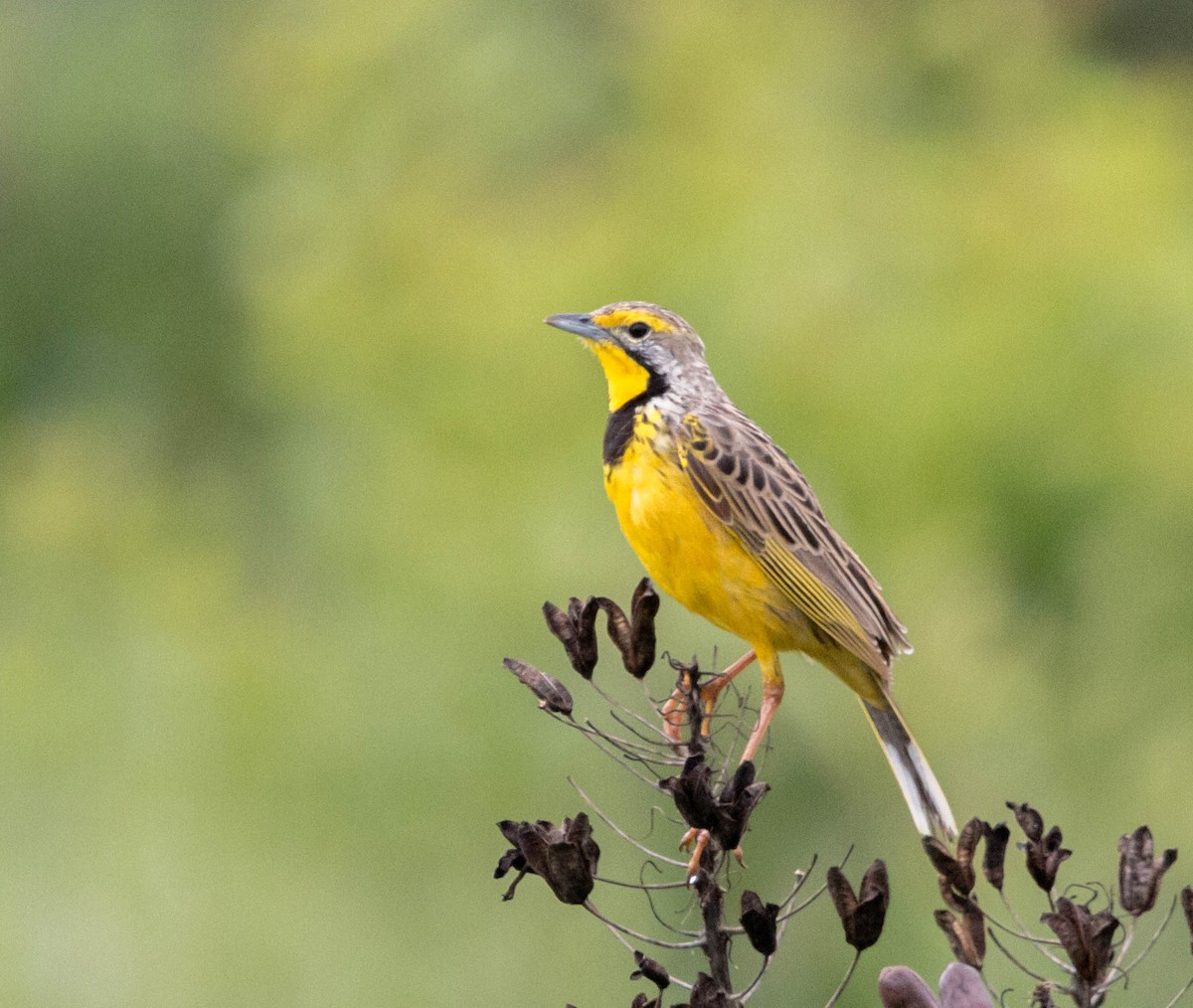 Yellow-throated Longclaw - ML94958501