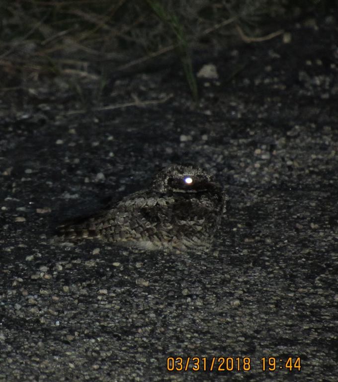Common Poorwill - ML94960081