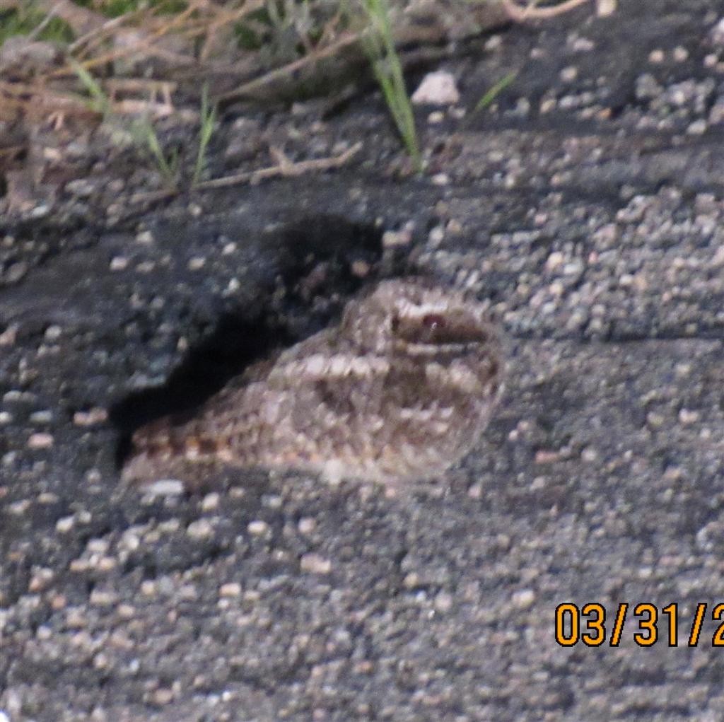 Common Poorwill - ML94960111