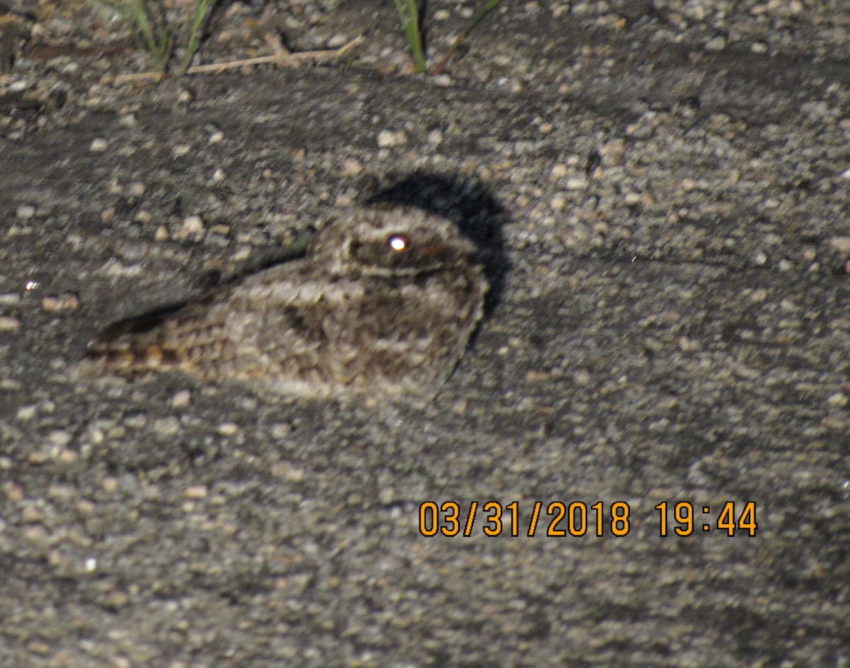 Common Poorwill - ML94960131