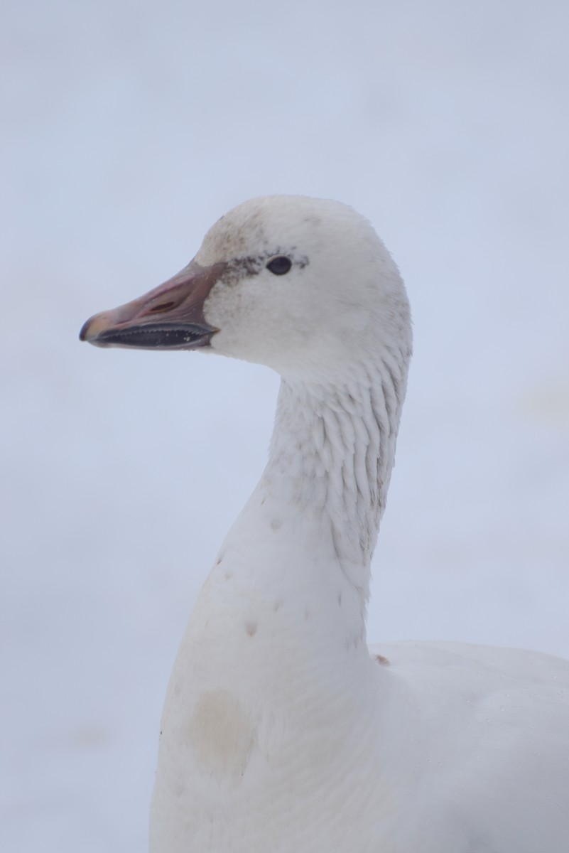 Snow Goose - Chris Blomme