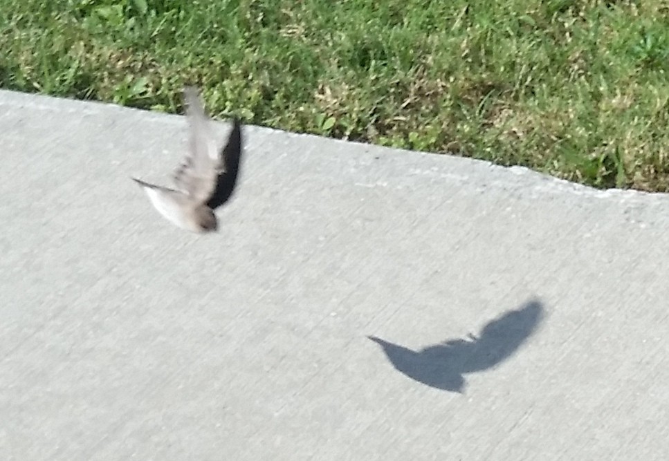 Northern Rough-winged Swallow - ML94964501