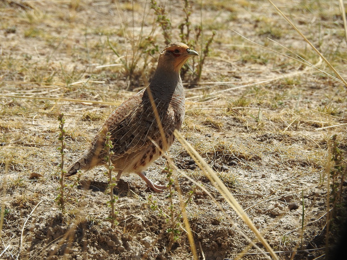 Daurian Partridge - Philip Steiner