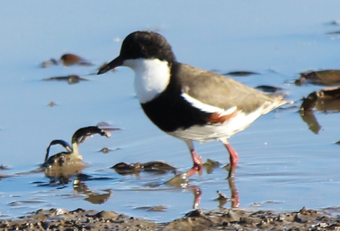 Red-kneed Dotterel - ML94966111