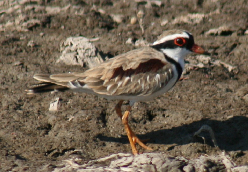 Black-fronted Dotterel - ML94966131