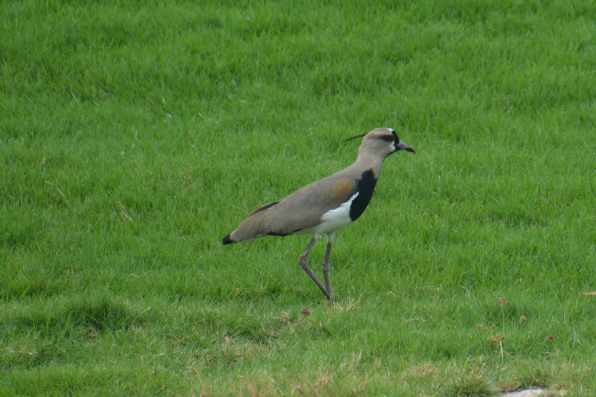 Southern Lapwing - ML94967821