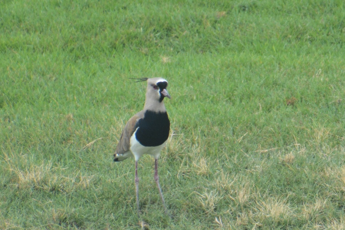 Southern Lapwing - ML94967891