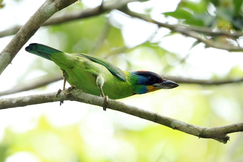 Chinese Barbet - Xueyan Guan