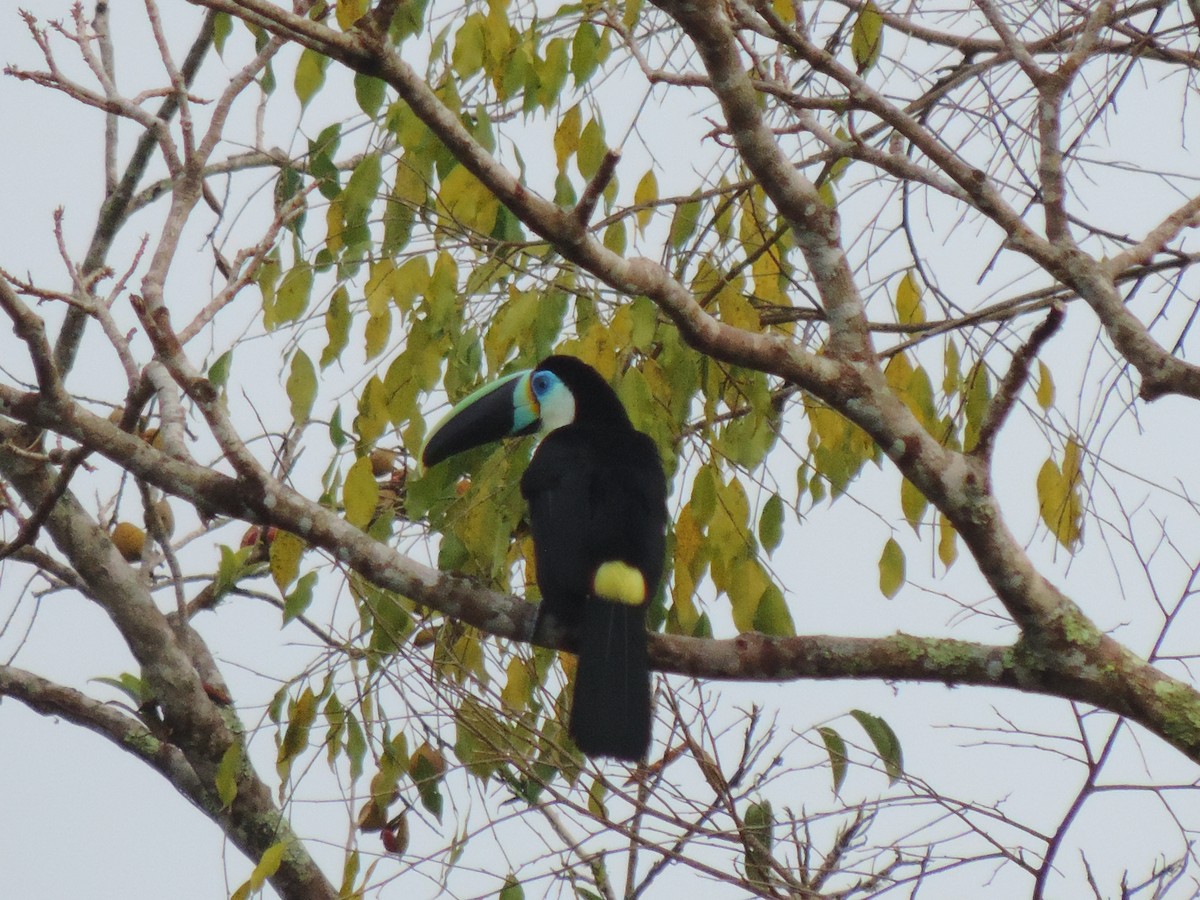 Channel-billed Toucan - ML94969391